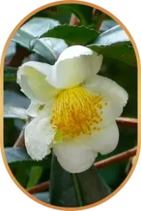 Camellia Sinensis